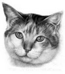 Comenzi portrete de pisici în creion desene