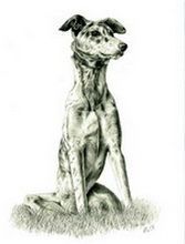 Reprezentare anatomică de câine în picioare desen în creion câini