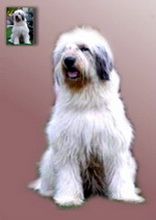 Imaginea 2. Portret de câine în picioare pictură în ulei pe fond neutru