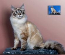 Imaginea 2. Portret de pisică în picioare pictură în ulei pe fond neutru